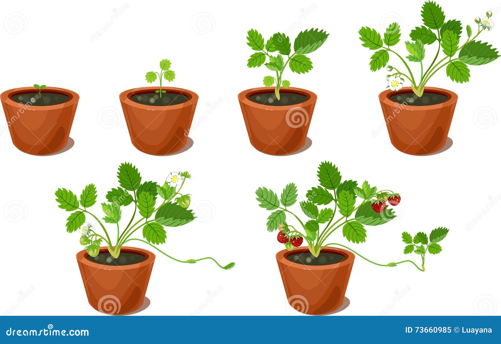 Growth Stages Of Strawberry Plant Cartoon Vector