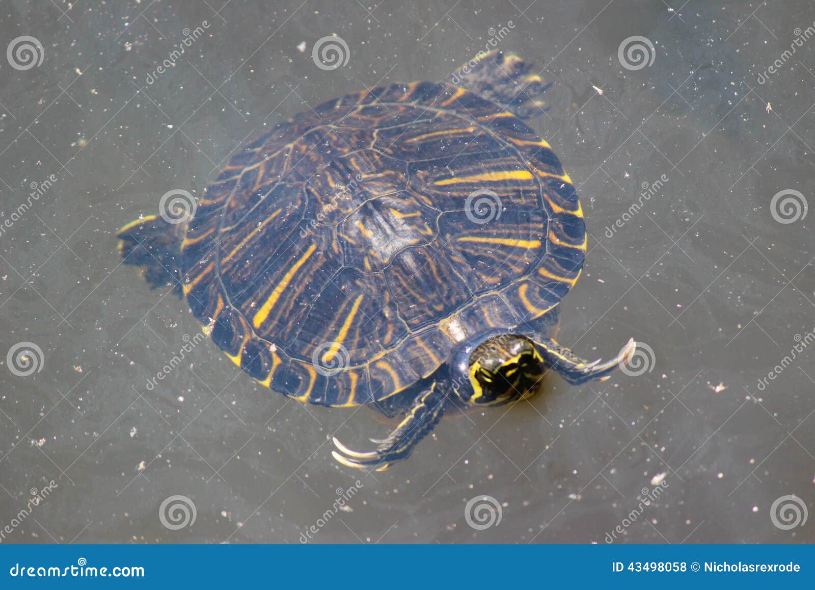 Große Reißende Schildkröte Im Teich Stockfoto Bild von nana, tier