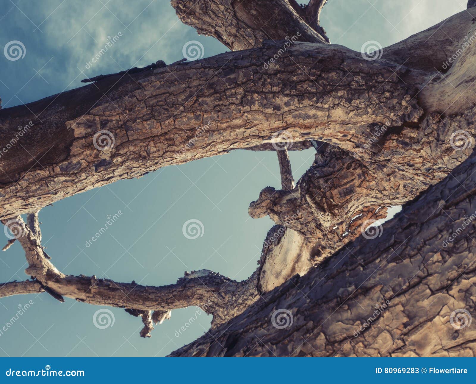 Großer Baum von unterhalb gegen den Himmel. Foto eines großen Baums von unterhalb gegen den Himmel