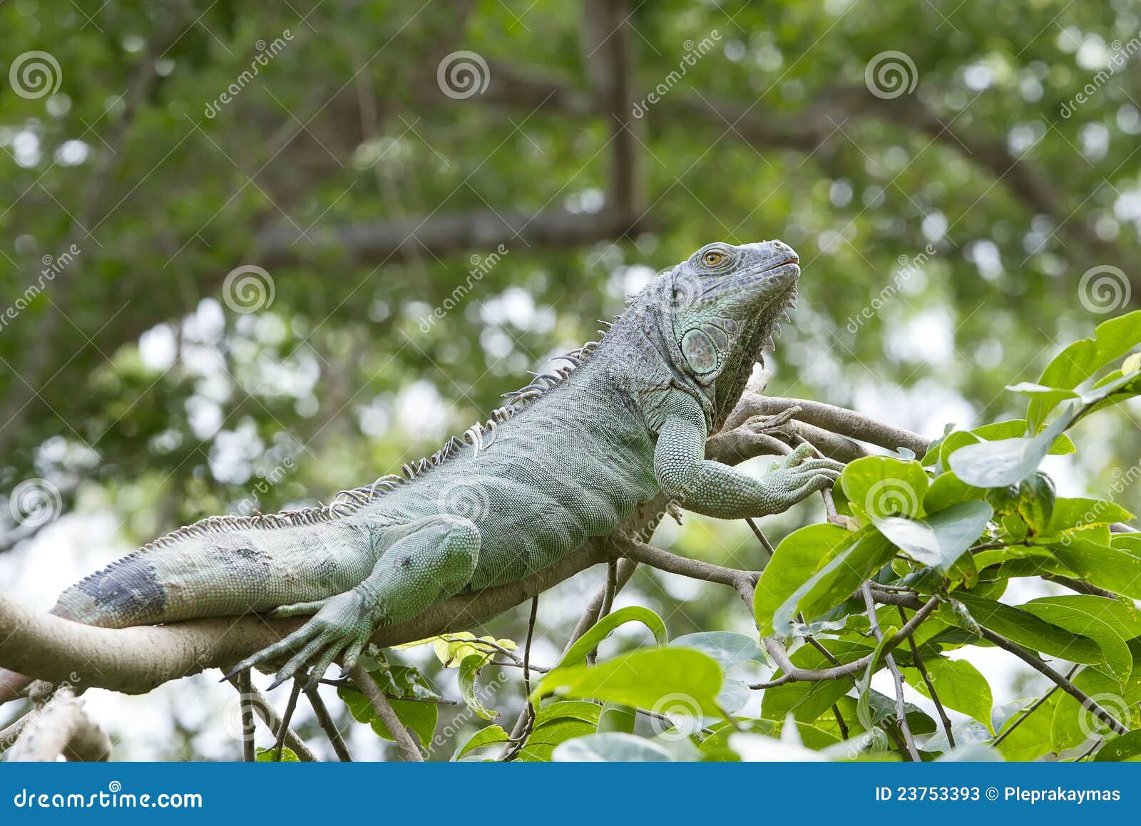 Großer grüner Leguan. Großer Leguan auf dem Baum