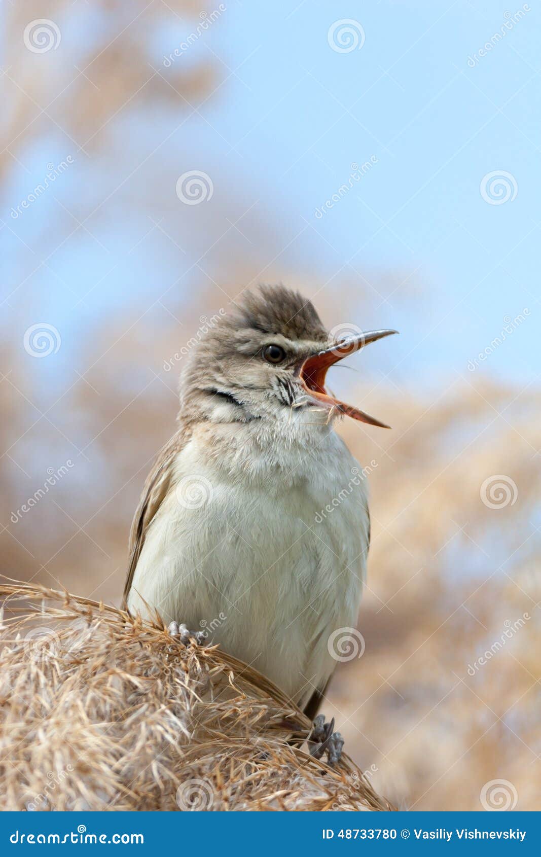 Großer Reedwobbelton (Acrocephalus arundinaceus) Wilder Vogel in einem natürlichen Lebensraum