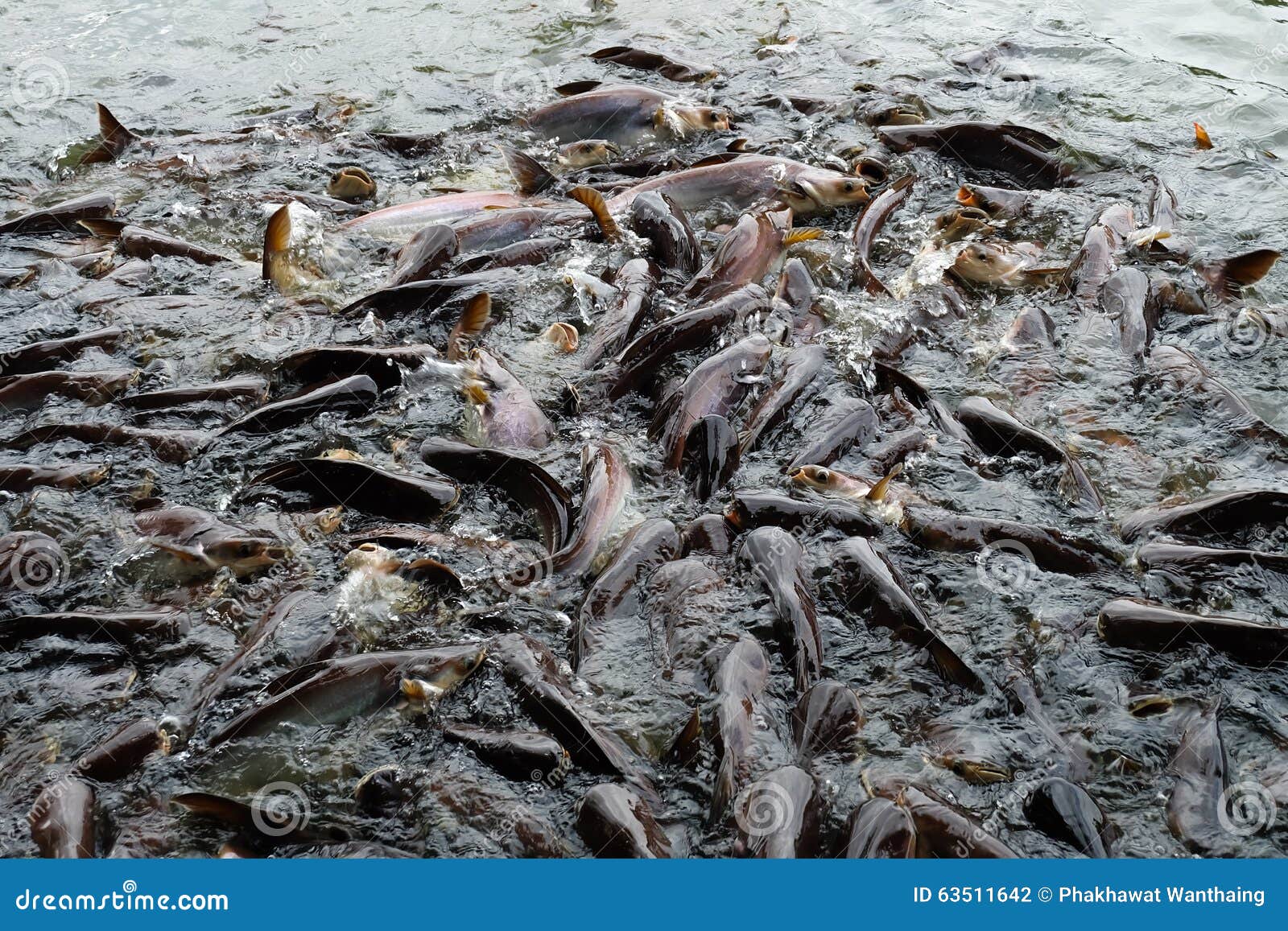 Großer Wels im Teich stockfoto. Bild von wels, teich 63511642