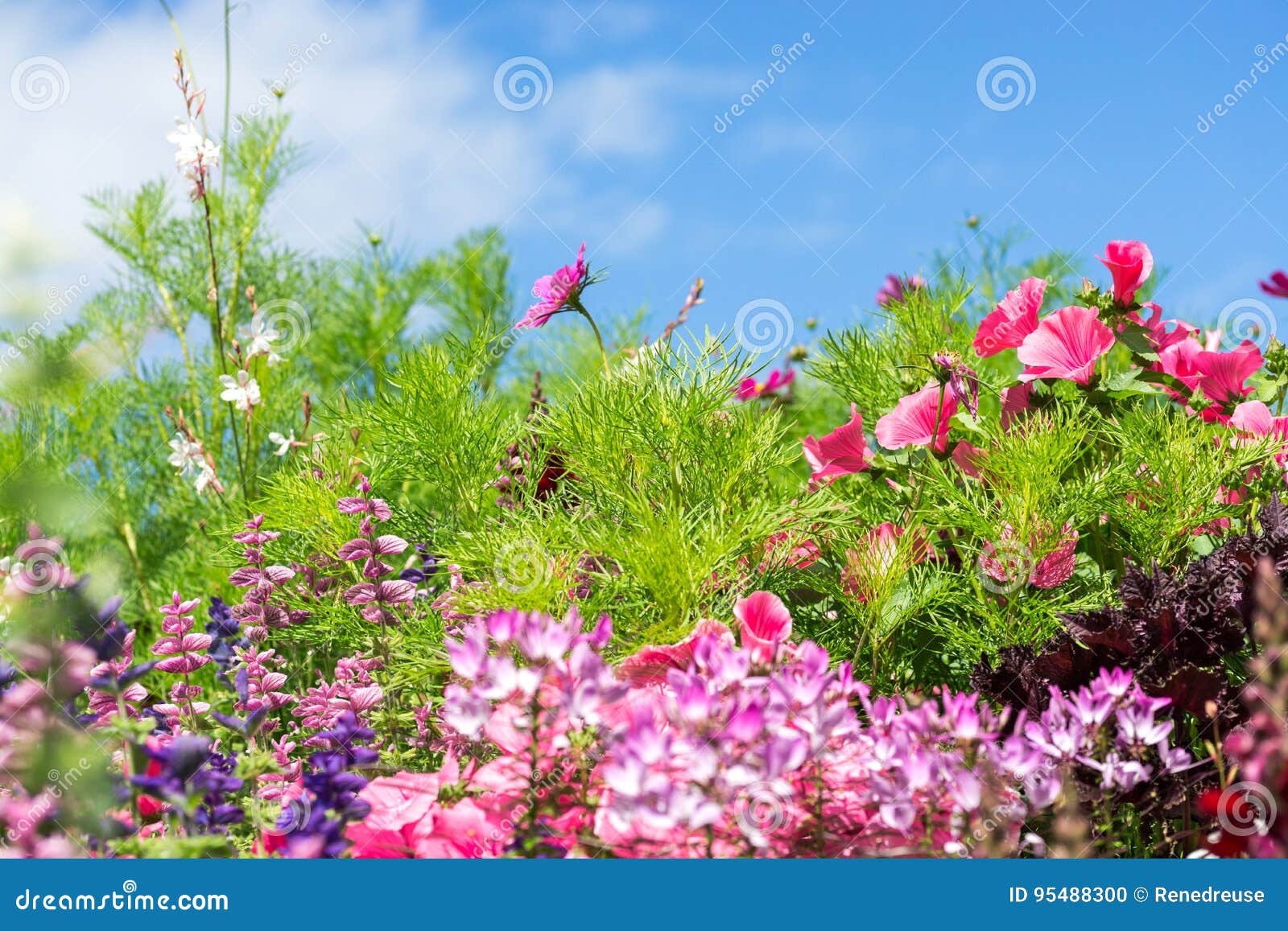 Gruss Karte Mit Bunter Blumenwiese Sommer Bluht Rosa Purpur Stockfoto Bild Von Blumenwiese Karte