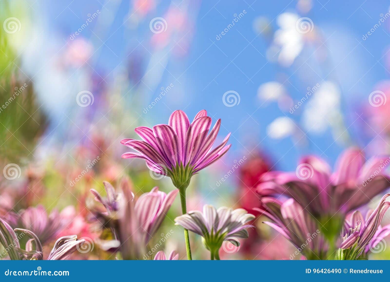 Featured image of post Sch ne Hintergrundbilder Blumenwiese Navigieren sie zur ck zu ihrem desktop und sehen wie sch n es aussieht