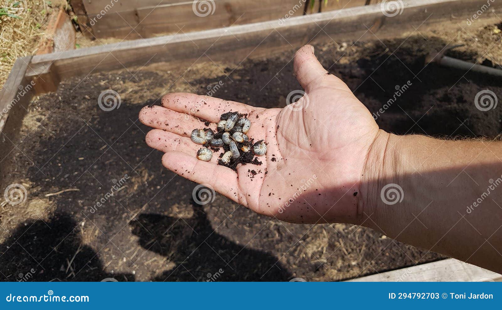 Grub Worm Or Coconut Rhinoceros Beetle Oryctes Rhinoceros. Insects Food