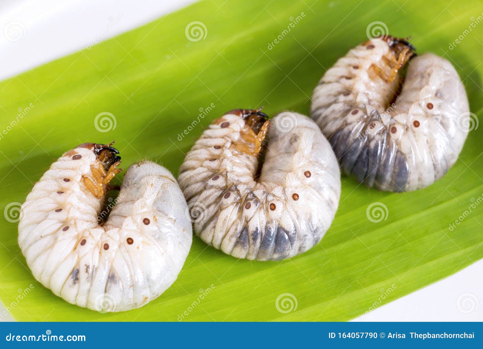 Grub Worm or Oryctes Rhinoceros Beetle. Insects Food for Eating