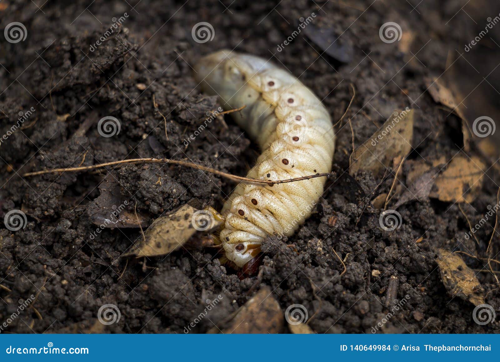 download giant grub worm download giant grub worm
