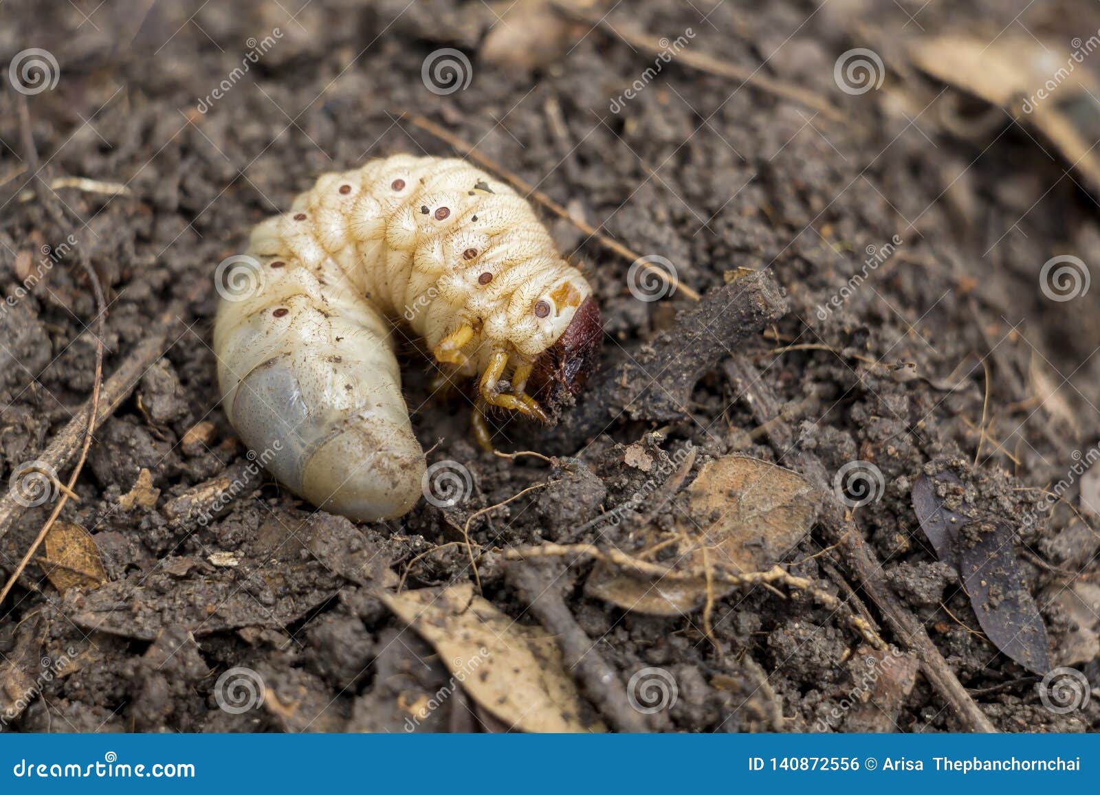 Grub Worms or Rhinoceros Beetle Grow in Soil on Farm Which Agriculture  Gardening. Worm Insects for Eating As Food, it is Good Stock Photo - Image  of entomophagy, environment: 140872556