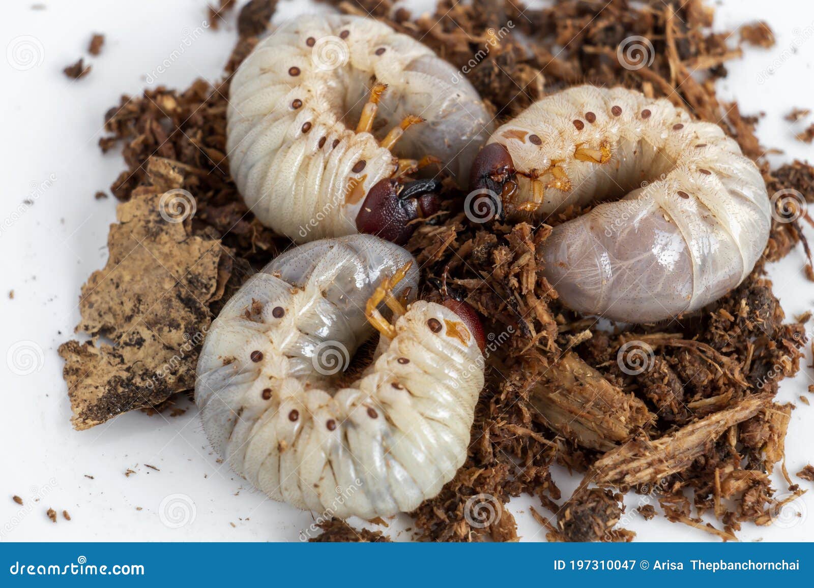 download giant grub worm download giant grub worm
