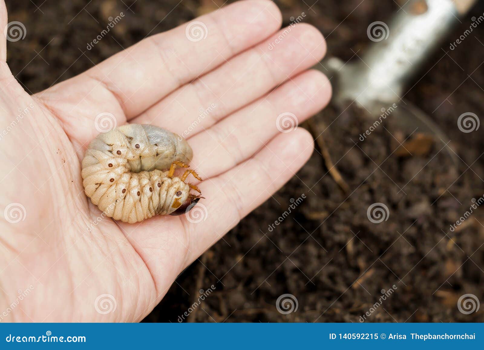 grub worms or rhinoceros beetle grow in soil on female hands`s farmer which agriculture gardening. worm insects for eating as foo