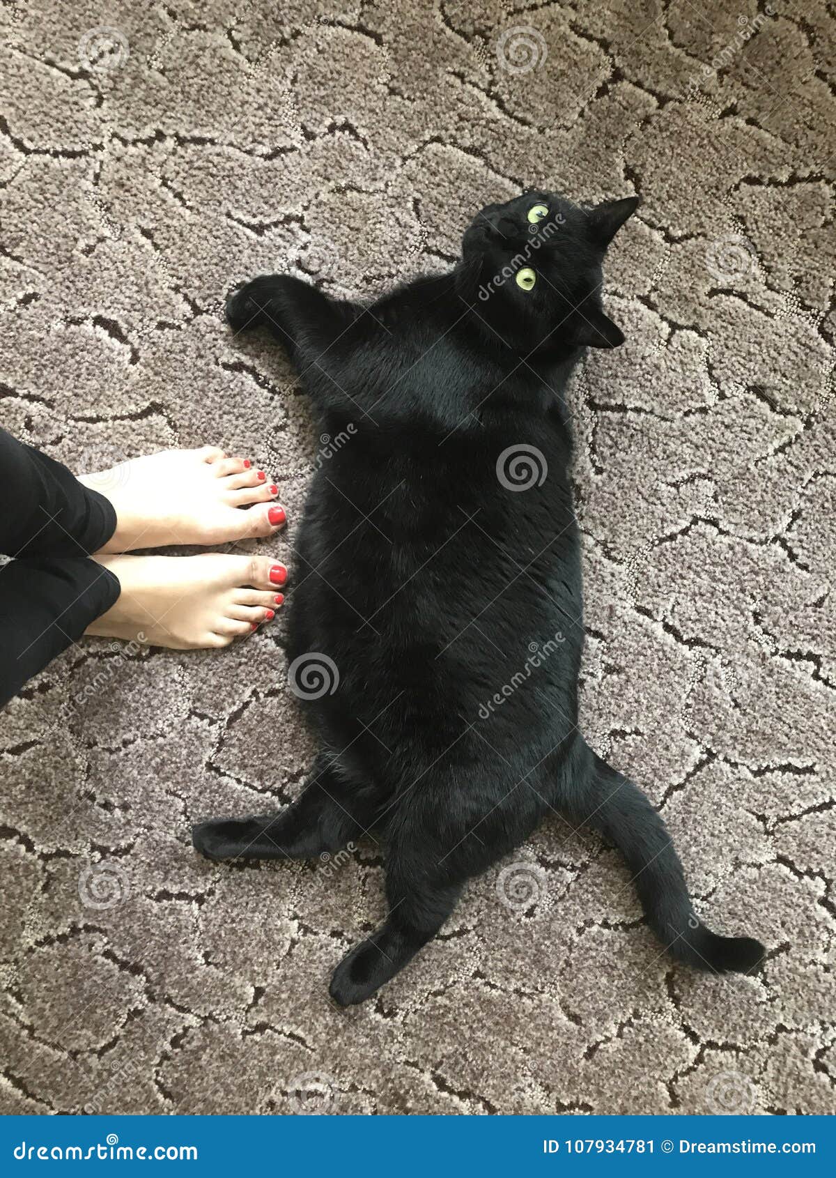 Gruby czarny kotek