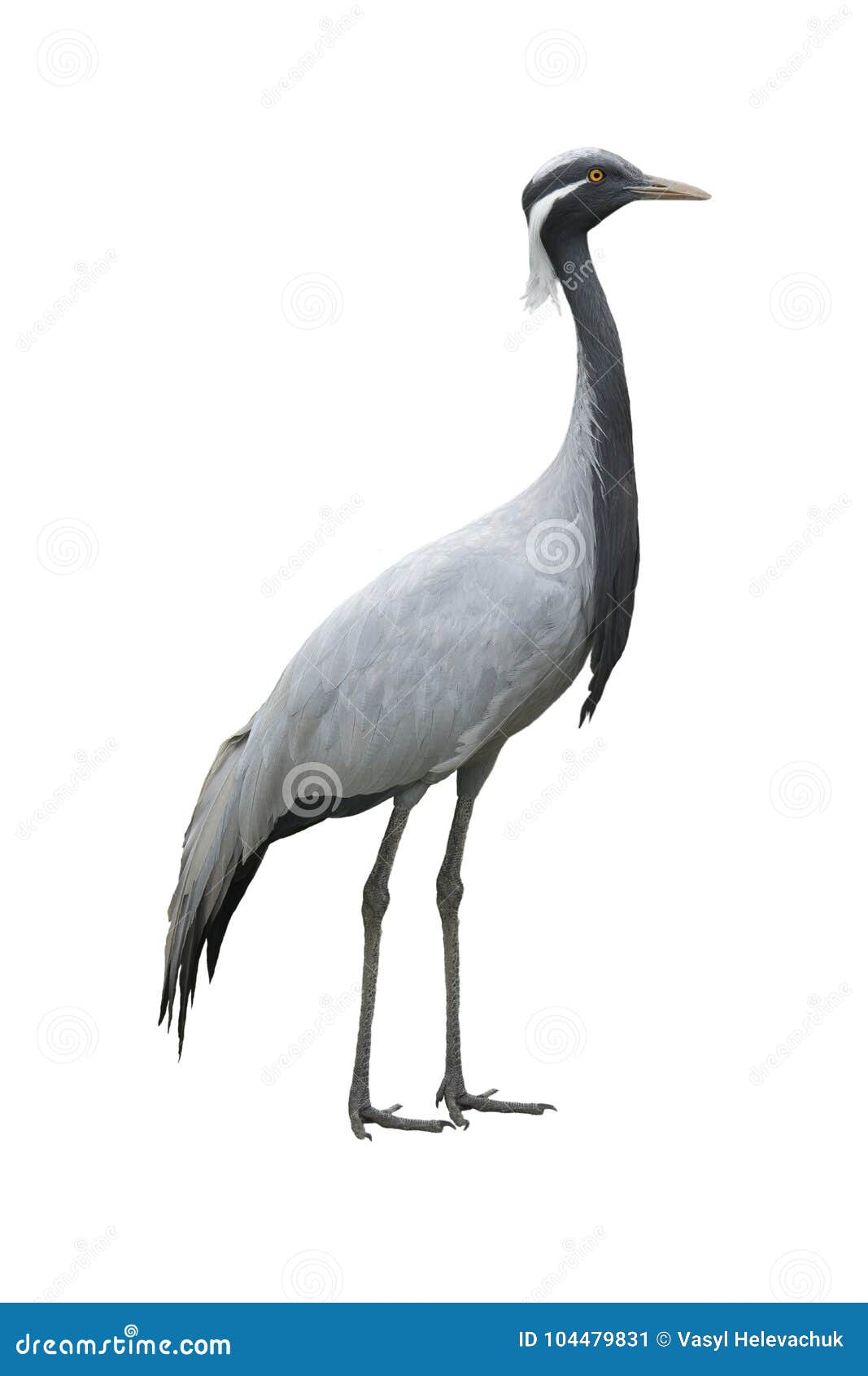 Grue Disolement Sur Un Blanc Image Stock Image Du Noir