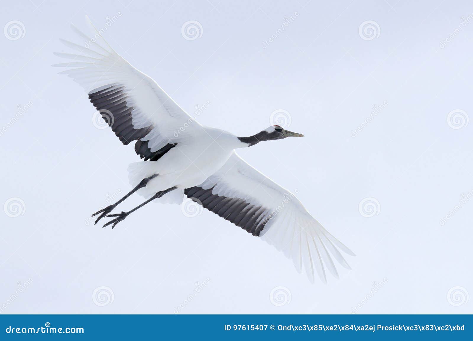 Grue Dans La Mouche L'oiseau Blanc Volant Rouge-a Couronné La Grue,  Japonensis De Grus, Avec L'aile Ouverte, Avec La Tempête De N Image stock -  Image du asie, horizontal: 97615407