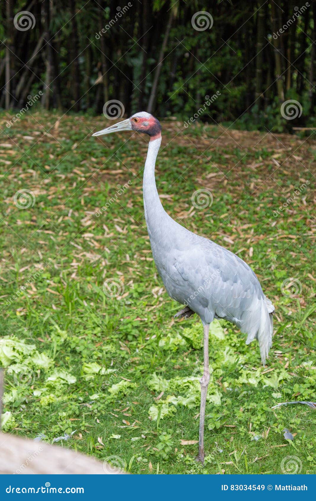 Grue De Sarus Le Plus Grand Des Oiseaux De Vol Image Stock