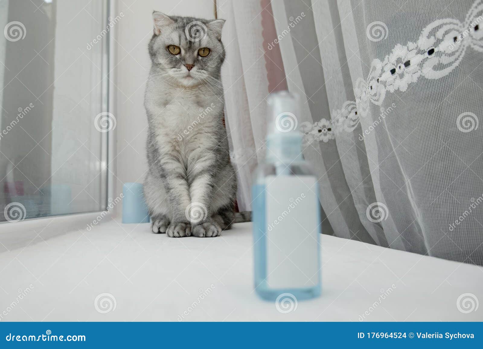 a gruff gray striped young cat sits on a windowsill near a black mask respirator and a sanitizer antiseptic.