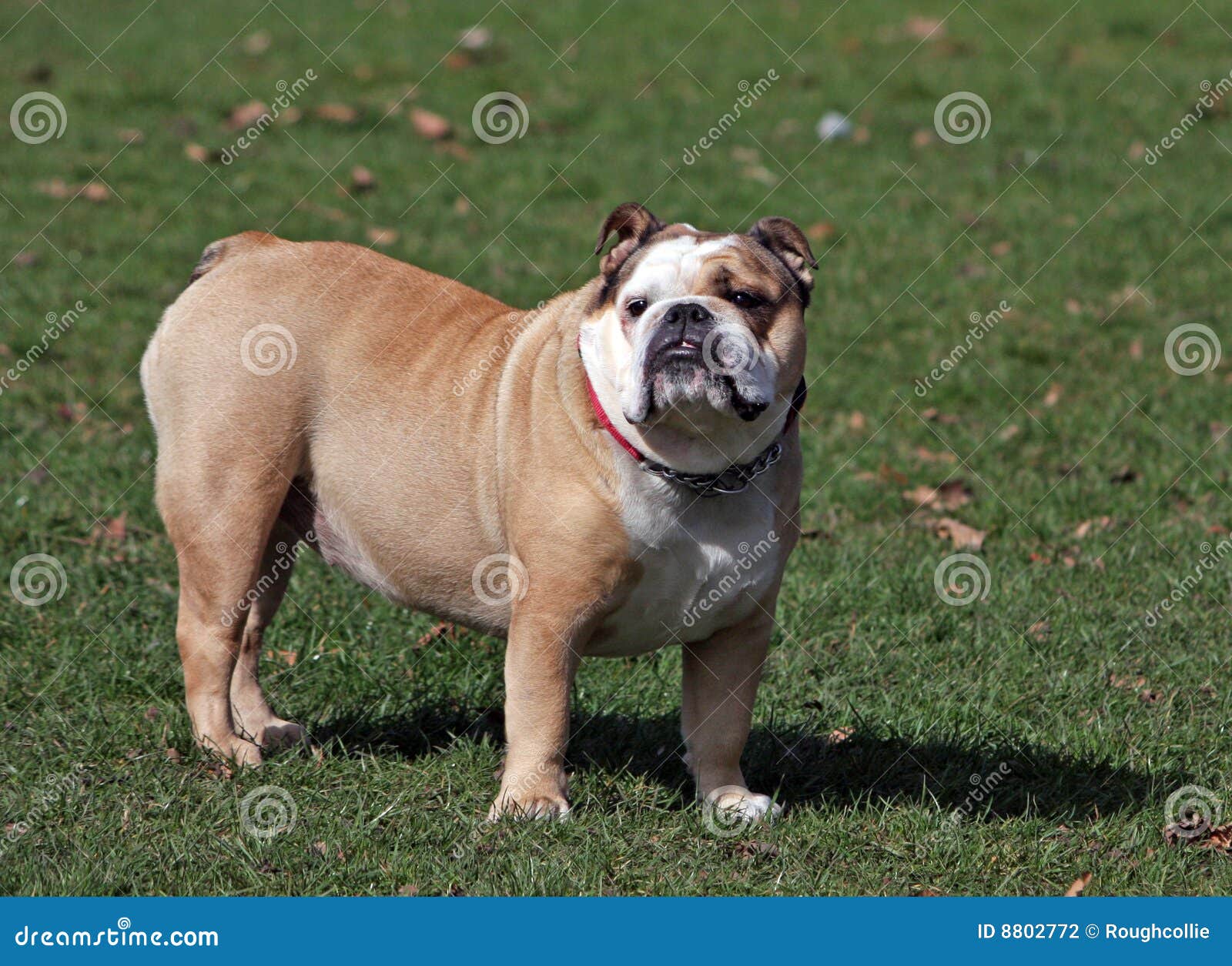 Grumpy dog Bulldog British stock photo. Image of grass 8802772
