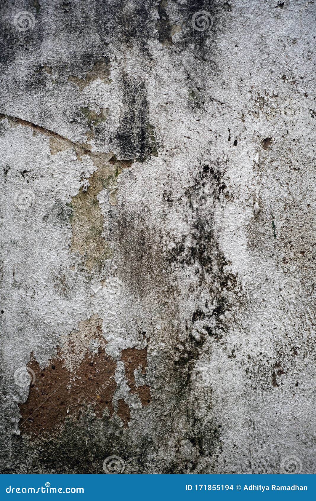 Grunge Wall Surface Textures with Moss and Mold Stock Photo Image of