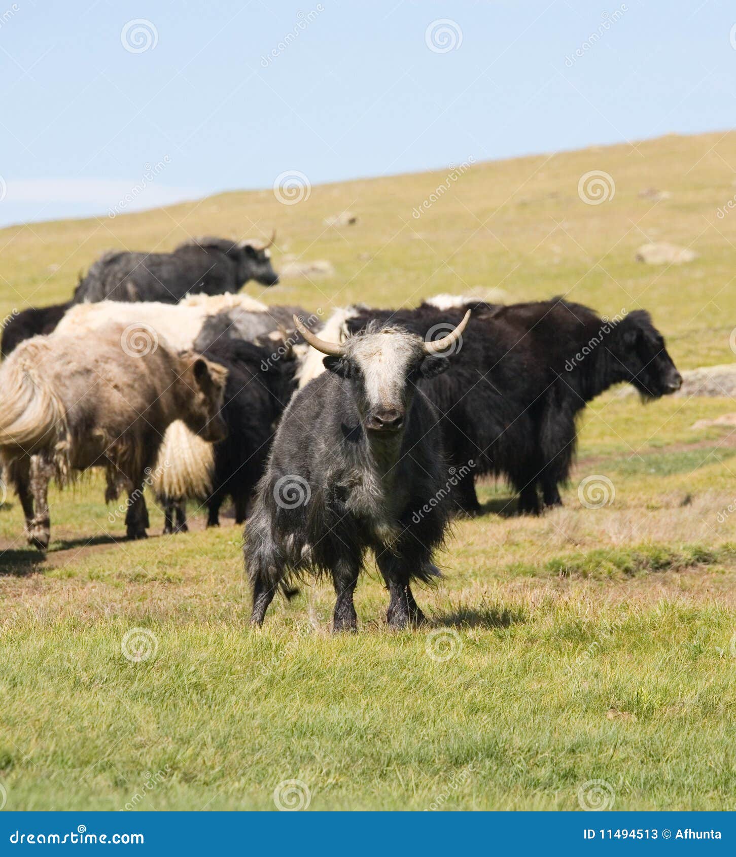 Grunting Ox Stock Image Image Of Green Herd Cattle 11494513 fresh-oxtail-buy-oxtail-meat-vincents-meat-market