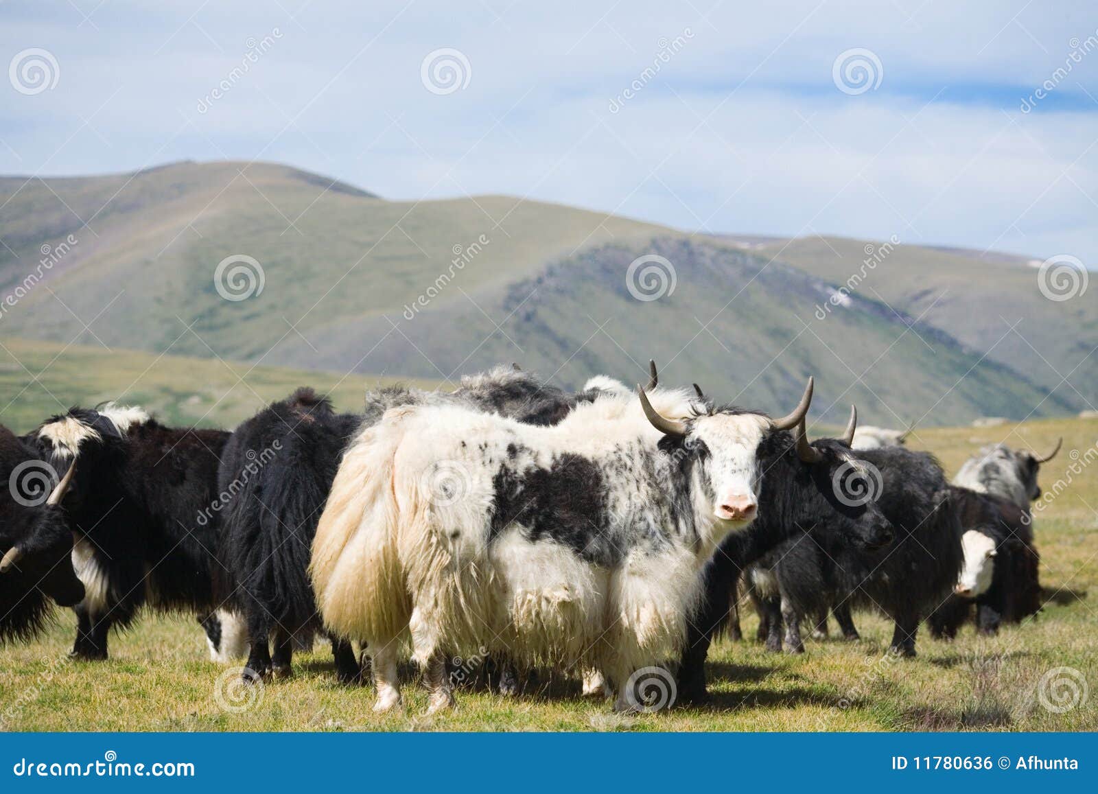 Grunting Ox Stock Photo Image Of Plain Long Rural 11780636 grunting-ox-stock-photo-image-of-plain-long-rural-11780636