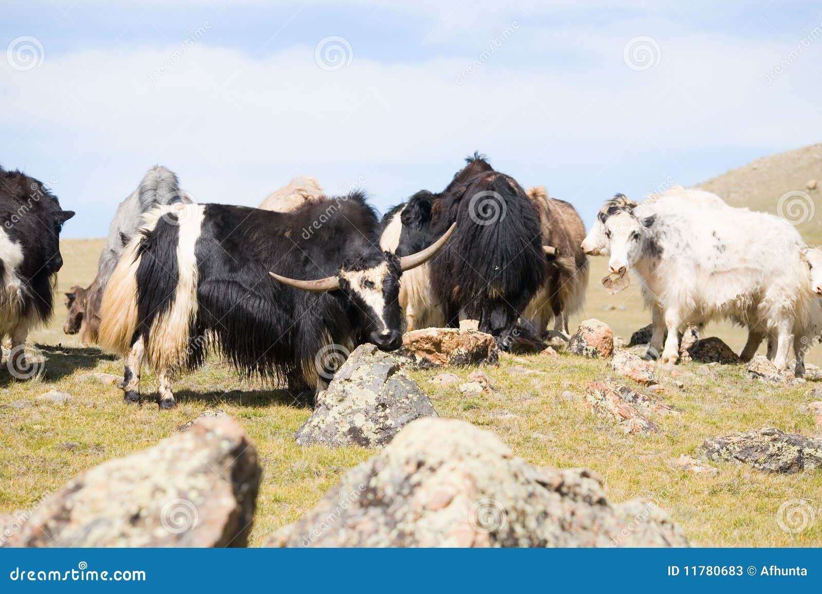 Grunting Ox Stock Image Image Of Grunting Plain Hair 11780683 grunting-ox-stock-image-image-of-grunting-plain-hair-11780683