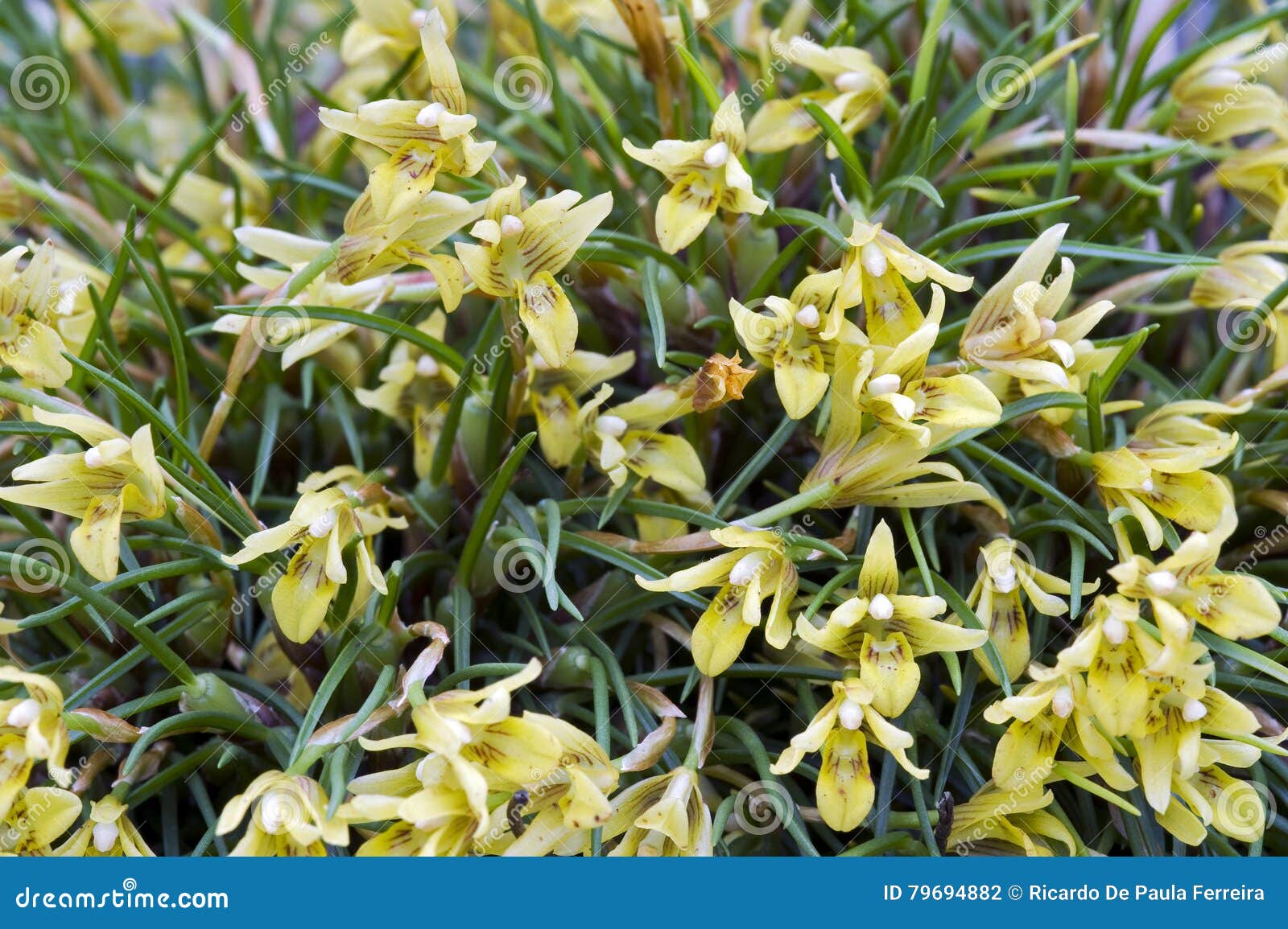 Grupo Da Orquídea Amarela Pequena Foto de Stock - Imagem de flor, mundo:  79694882