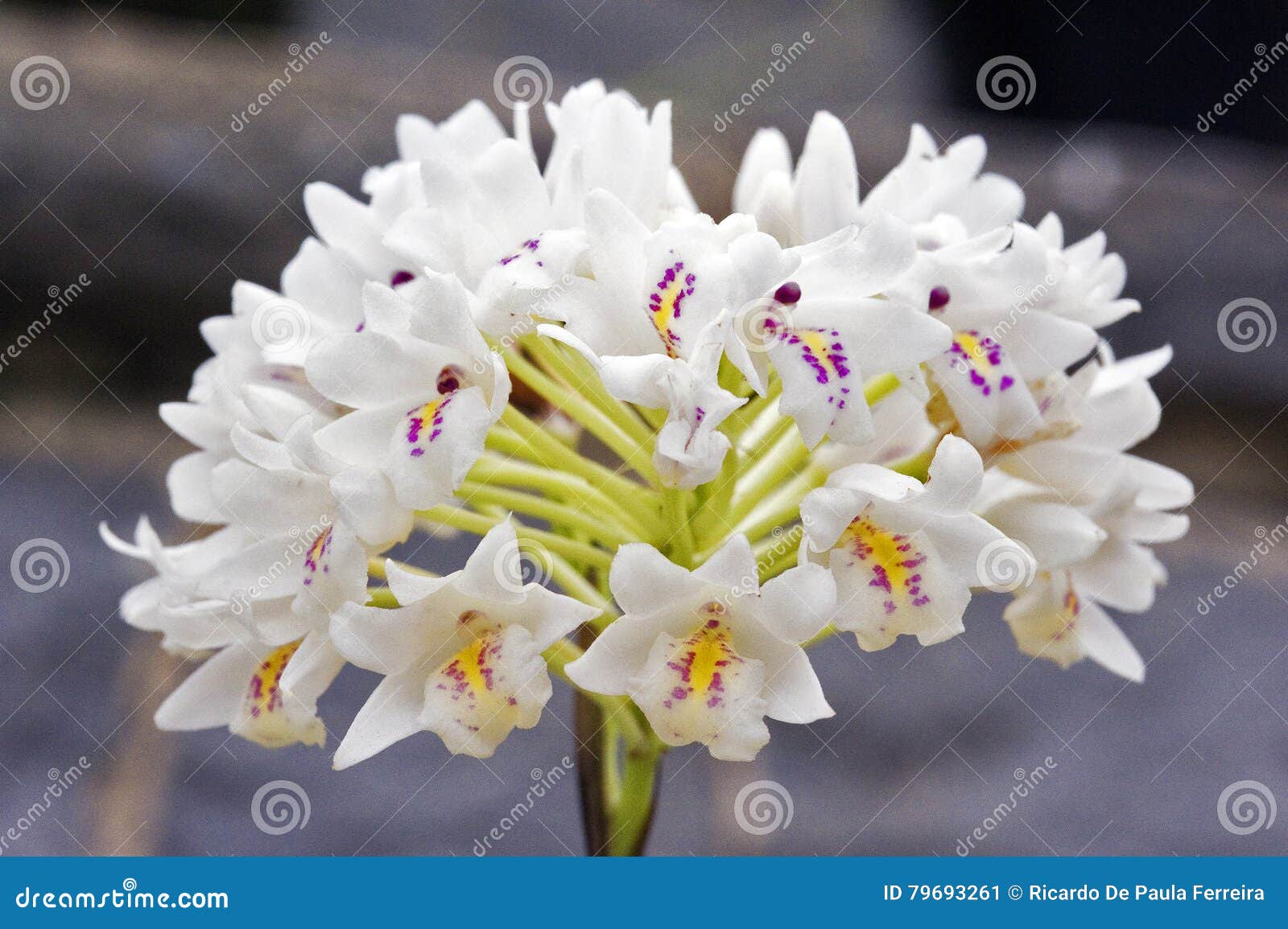 Grupo Da Orquídea Branca Pequena No Fundo Cinzento Imagem de Stock - Imagem  de nave, decorativo: 79693261