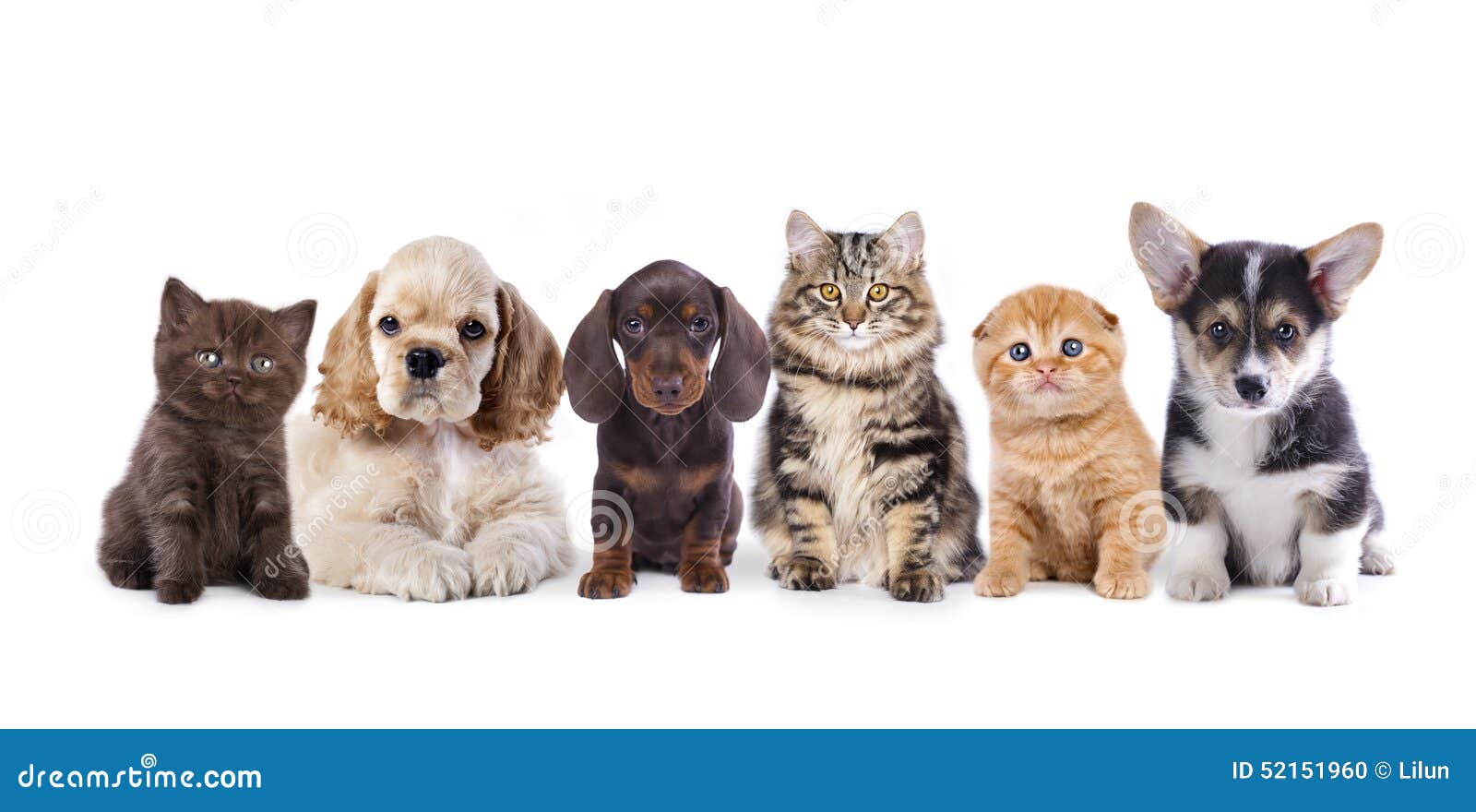 Grupo De Gatinhos E De Filhotes De Cachorro Foto de Stock - Imagem de  cachorros, jogo: 25336556