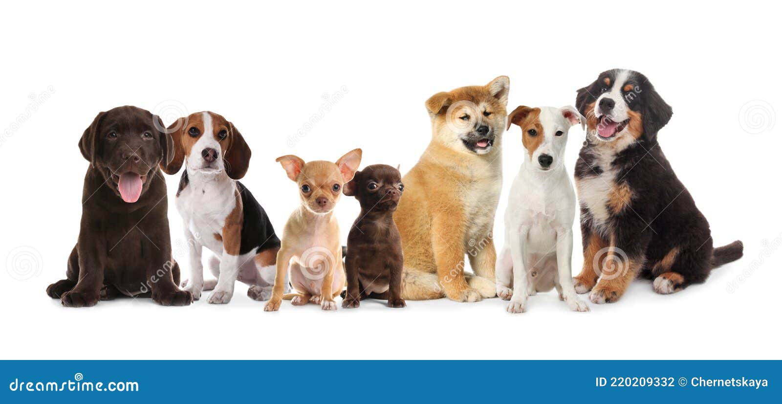 Estúdio de Criação on X: Baner de lançamento dos novos cachorros