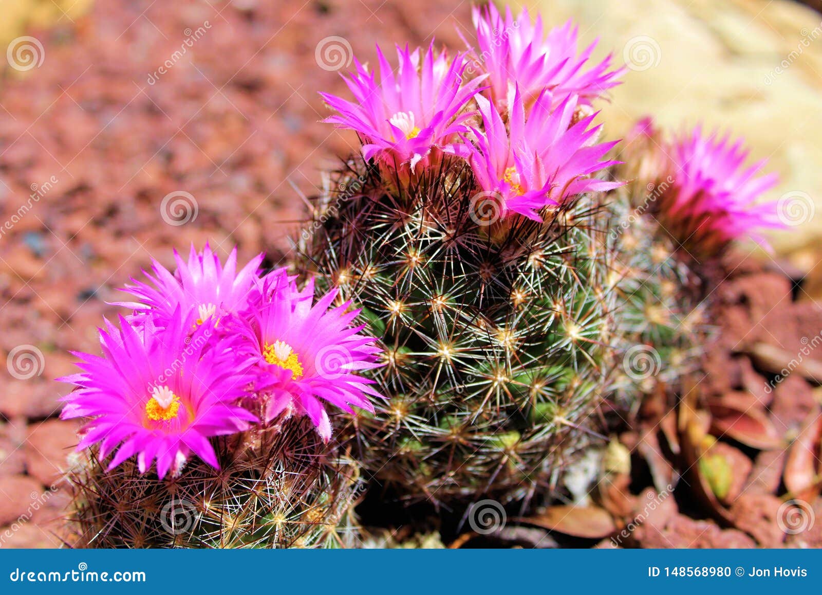 Grupo De Cacto Da Almofada De Alfinetes Com Flores Foto de Stock - Imagem de  nave, florescer: 148568980