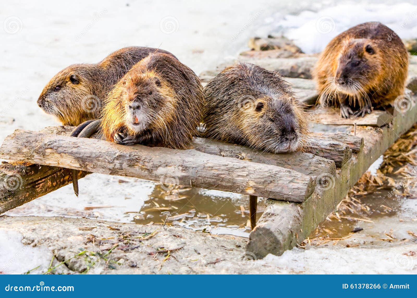 Grupo de castores foto de archivo. Imagen de guarida 61378266