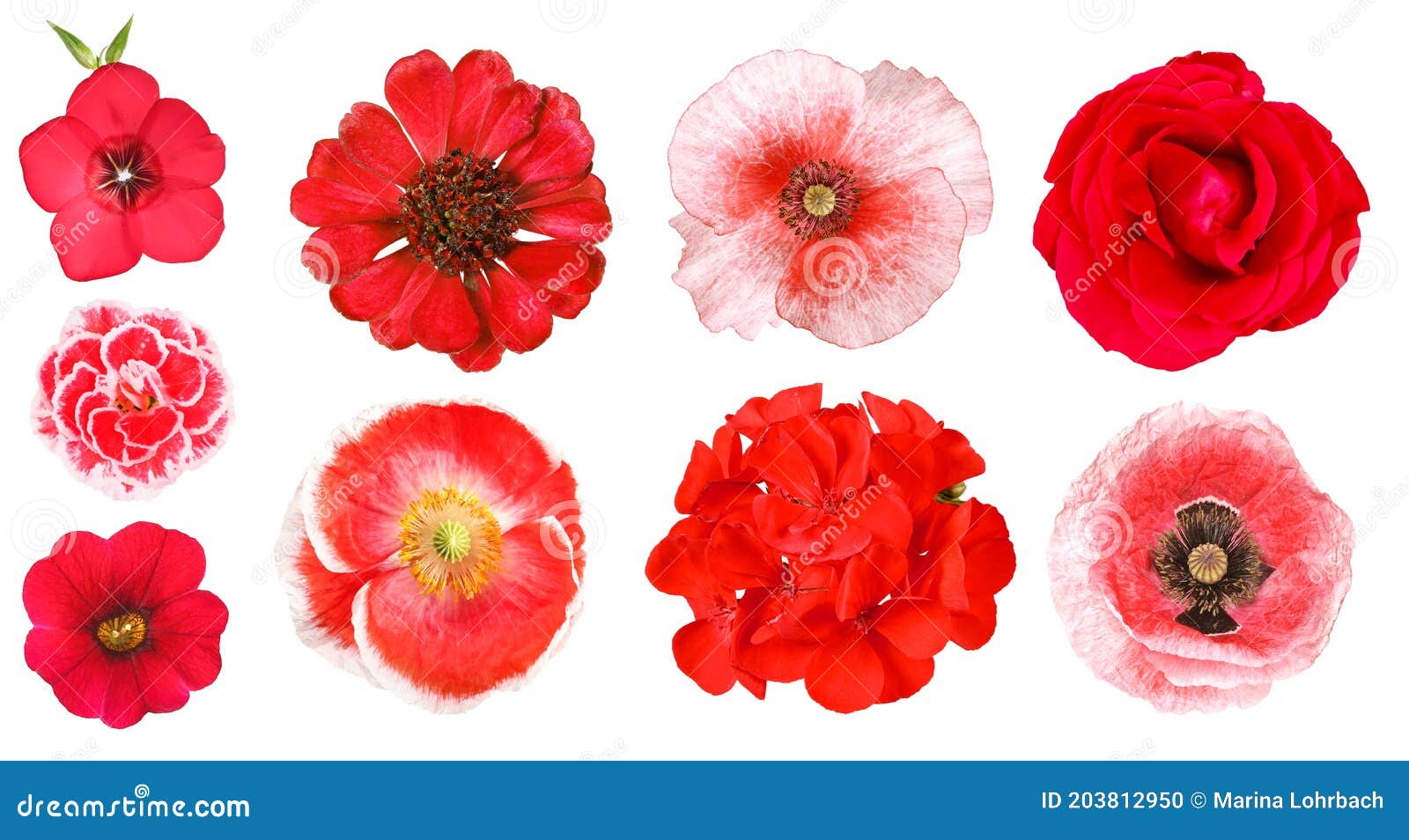Grupo De Diferentes Flores De Jardín Rojas Aisladas Foto de archivo - Imagen de clasificado, objetos: 203812950 Grupo De Diferentes Flores De Jardín Rojas Aisladas Foto de archivo - Imagen de clasificado, objetos: 203812950