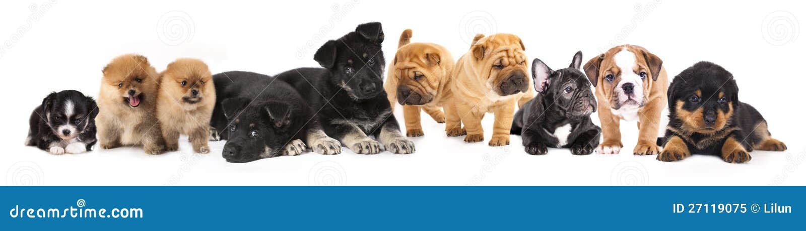 Grupo De Gatinhos E De Filhotes De Cachorro Foto de Stock - Imagem de  cachorros, jogo: 25336556