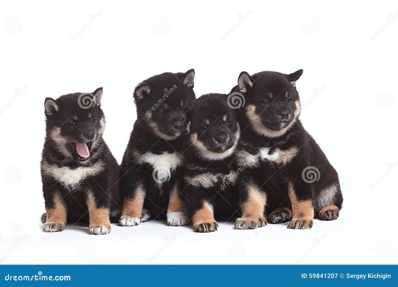 Grupo De Gatinhos E De Filhotes De Cachorro Foto de Stock - Imagem de  cachorros, jogo: 25336556