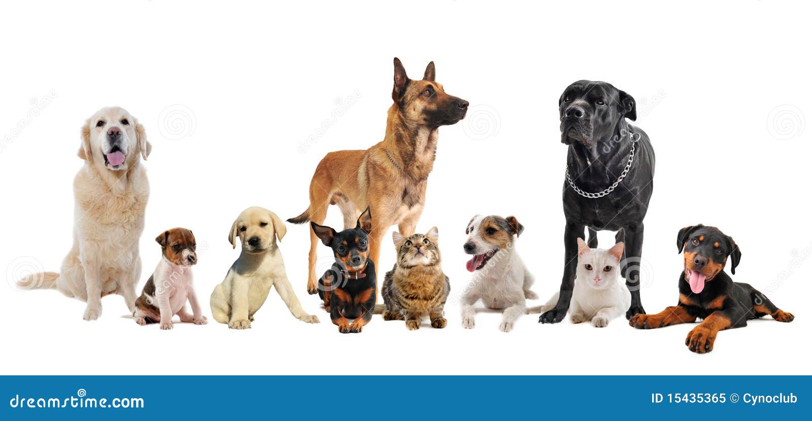 Grupo De Gatinhos E De Filhotes De Cachorro Foto de Stock - Imagem de  cachorros, jogo: 25336556