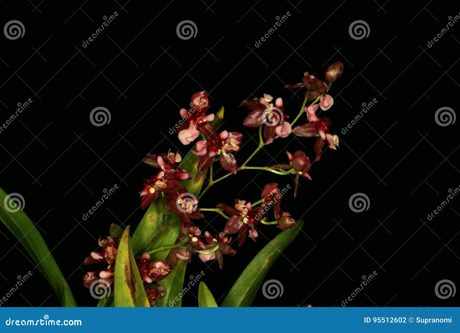 Grupo De Flor Vermelha Muito Pequena Da Orquídea Foto de Stock - Imagem de  jardim, floresta: 95512602