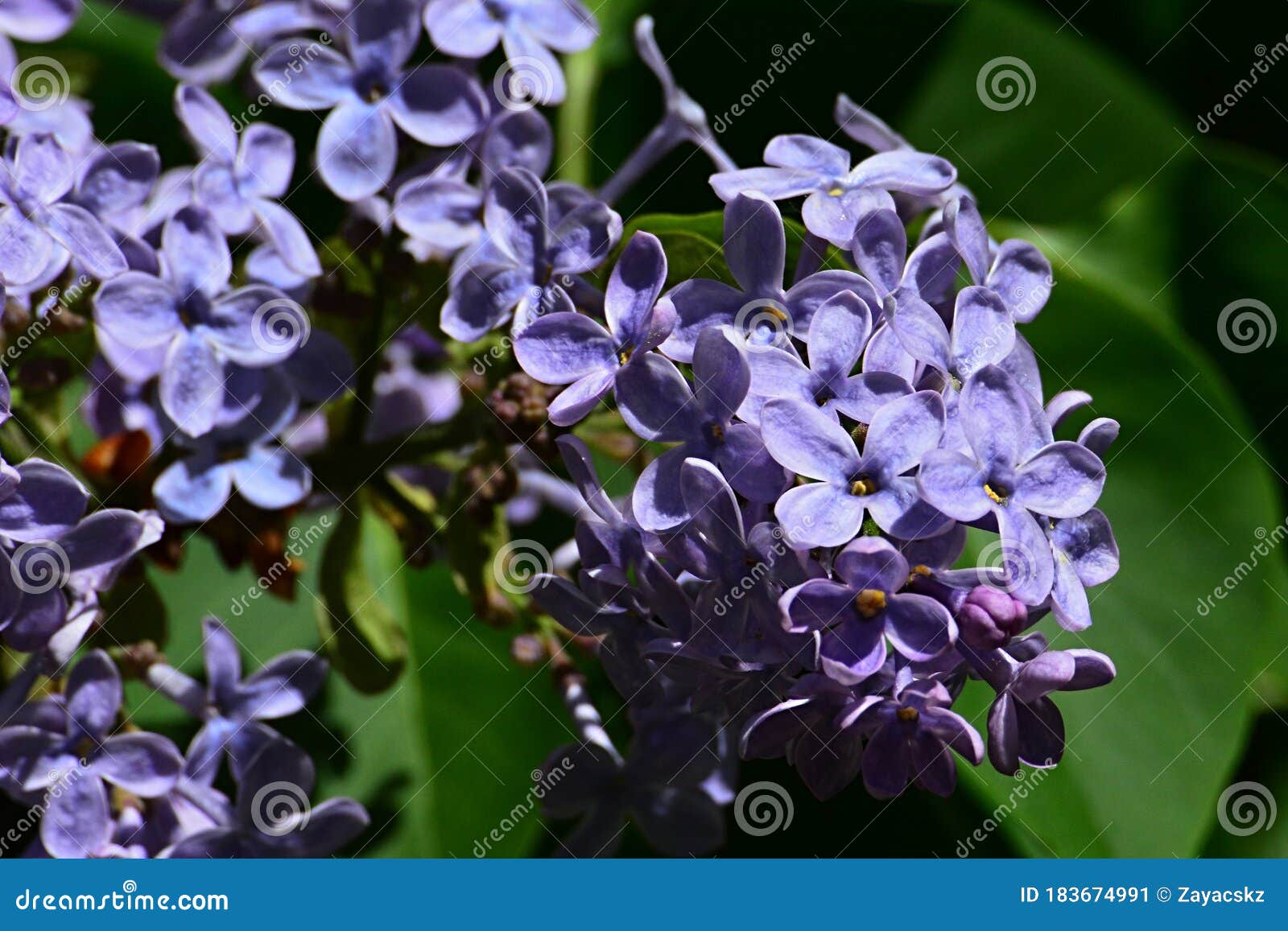 Grupo De Flores De Color Violeta Claro De La Flor Lila Común Nombre Latino  Jeringa Vulgaris En Flor Total Imagen de archivo - Imagen de coloreado,  pistitas: 183674991