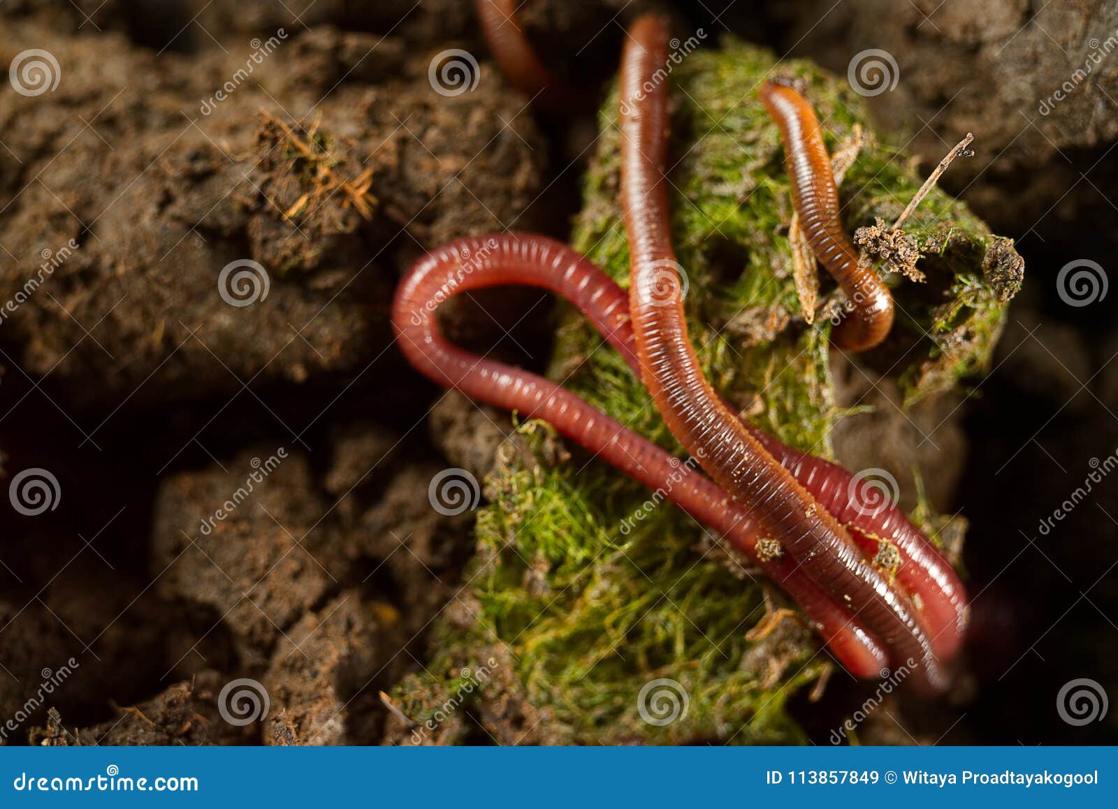 Grupo De Lombrices De Tierra En Algas De Agua Dulce Imagen De