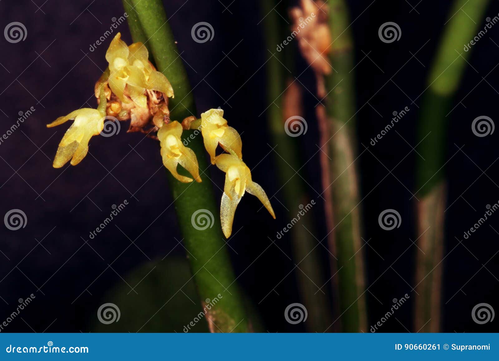 Grupo De Micro Orquídeas Amarelas Imagem de Stock - Imagem de jardim,  tropical: 90660261