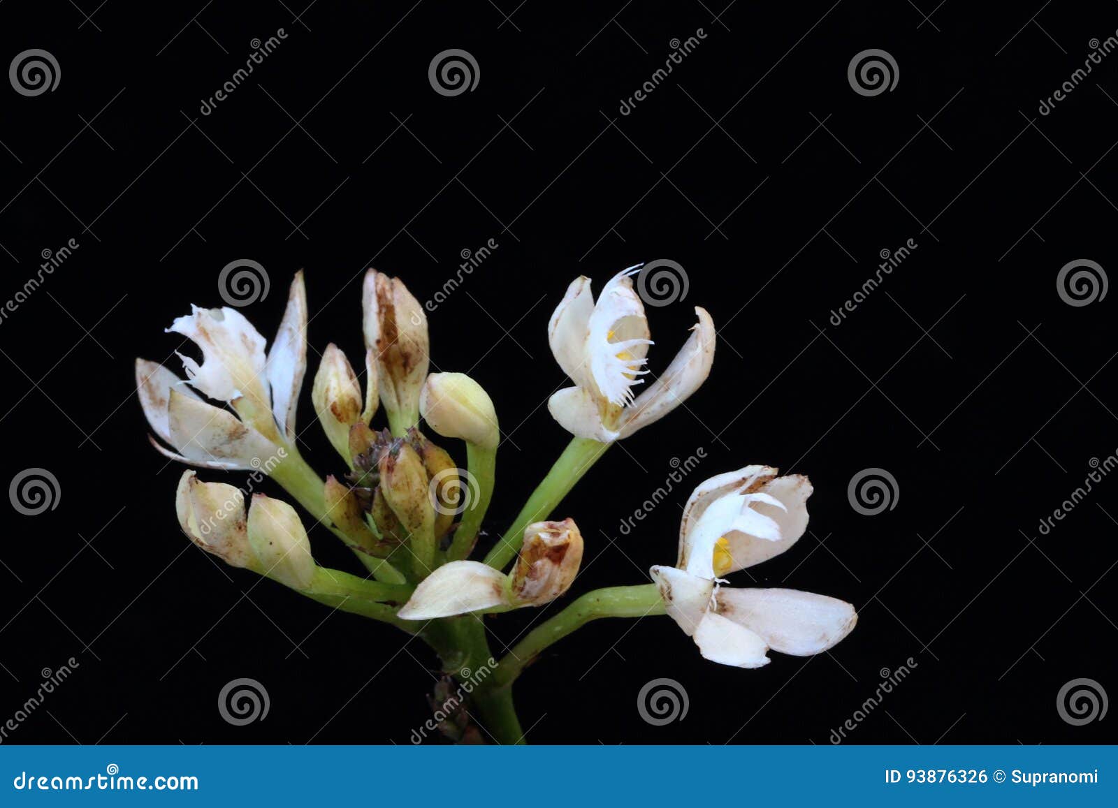 Grupo De Uma Flor Branca Pequena Da Orquídea Foto de Stock - Imagem de  flor, macro: 93876326