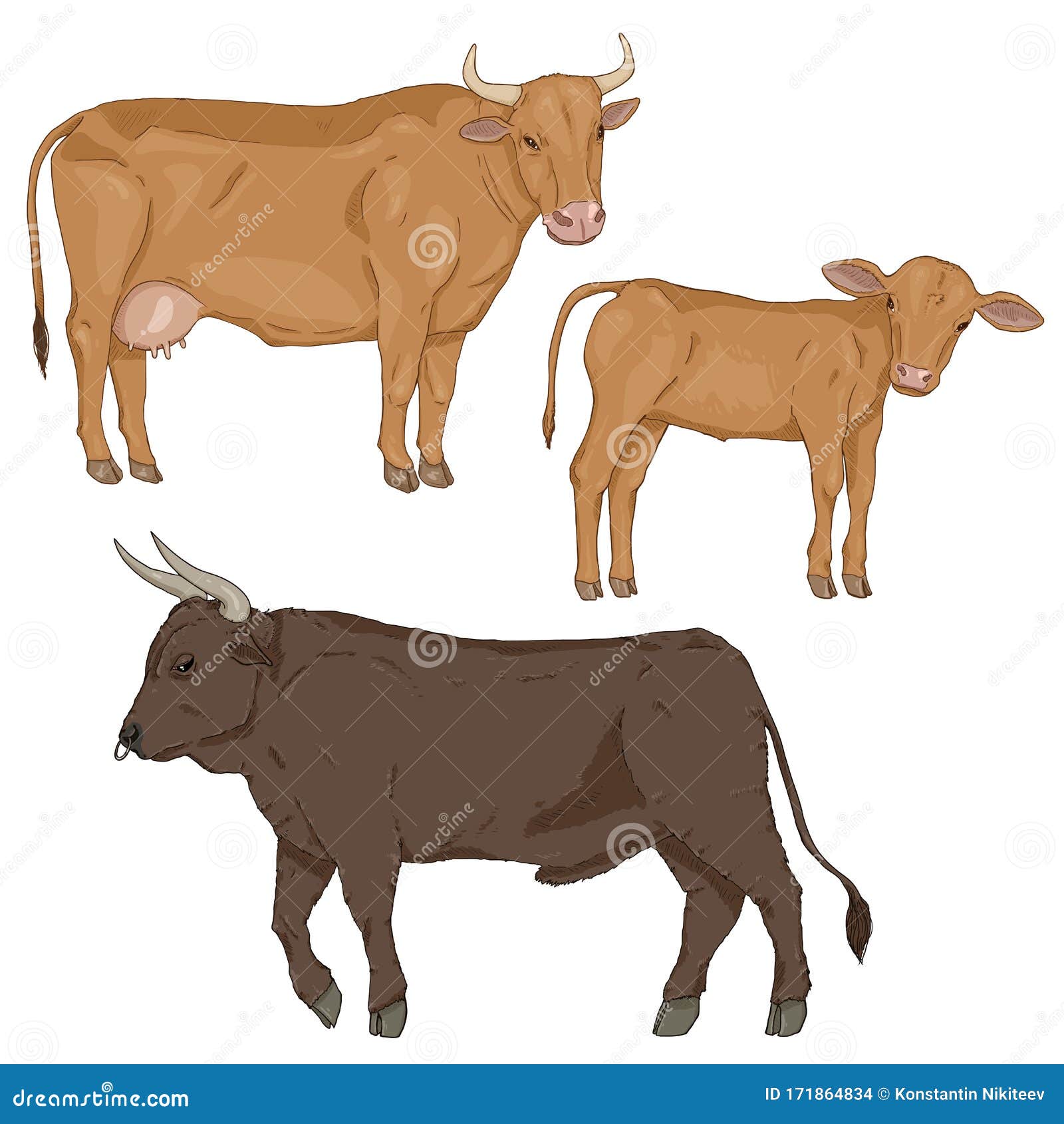 Grupo De Vectores De Ganado De Dibujos Animados Calf, Vaca Y Toro  Ilustración del Vector - Ilustración de ganado, claxones: 171864834