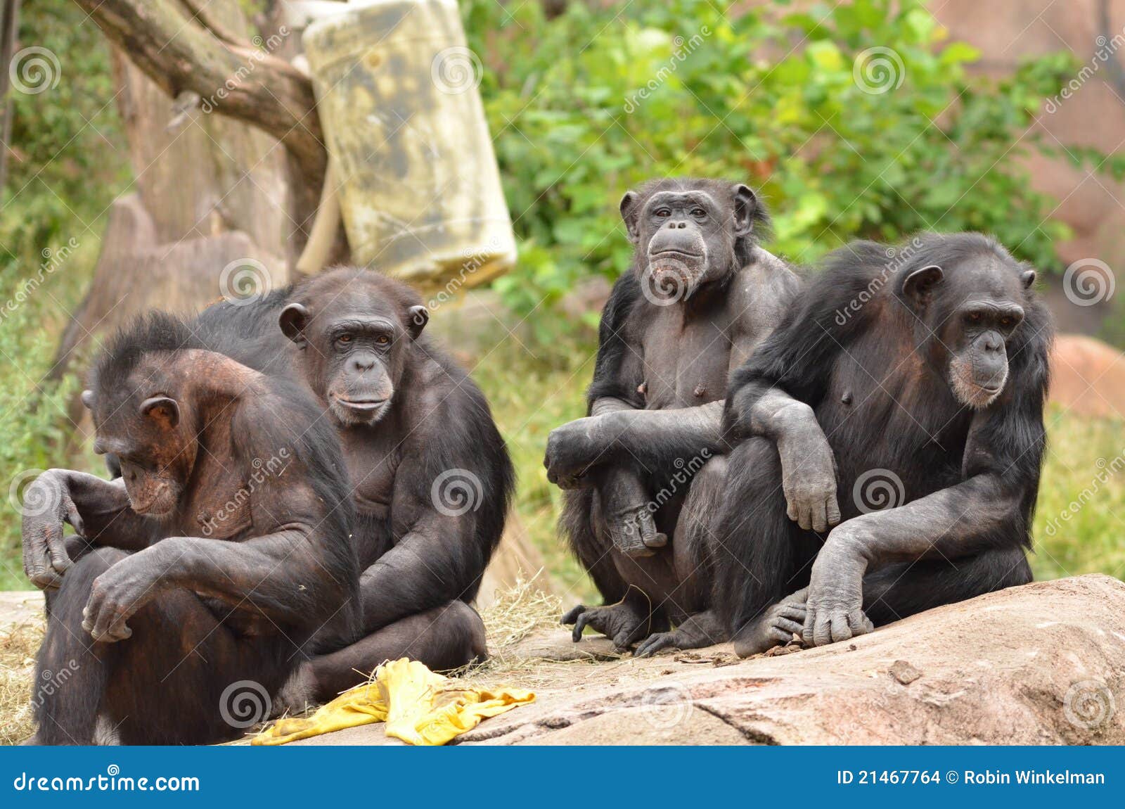 Grupo do chimpanzé foto de stock. Imagem de vara, sente - 21467764