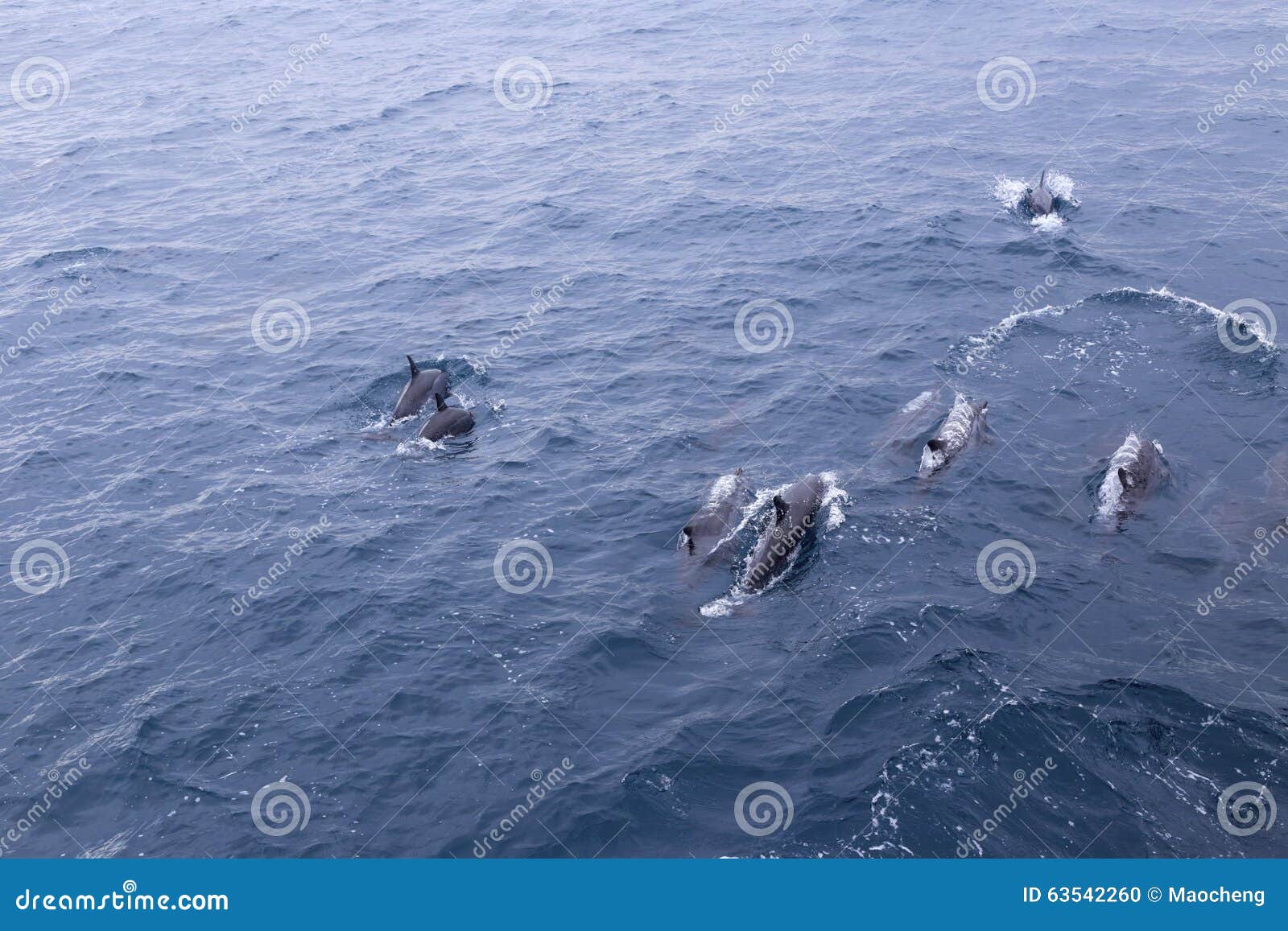 Grupo do golfinho. Há dois mil golfinhos no mar aberto do condado ilan, Formosa