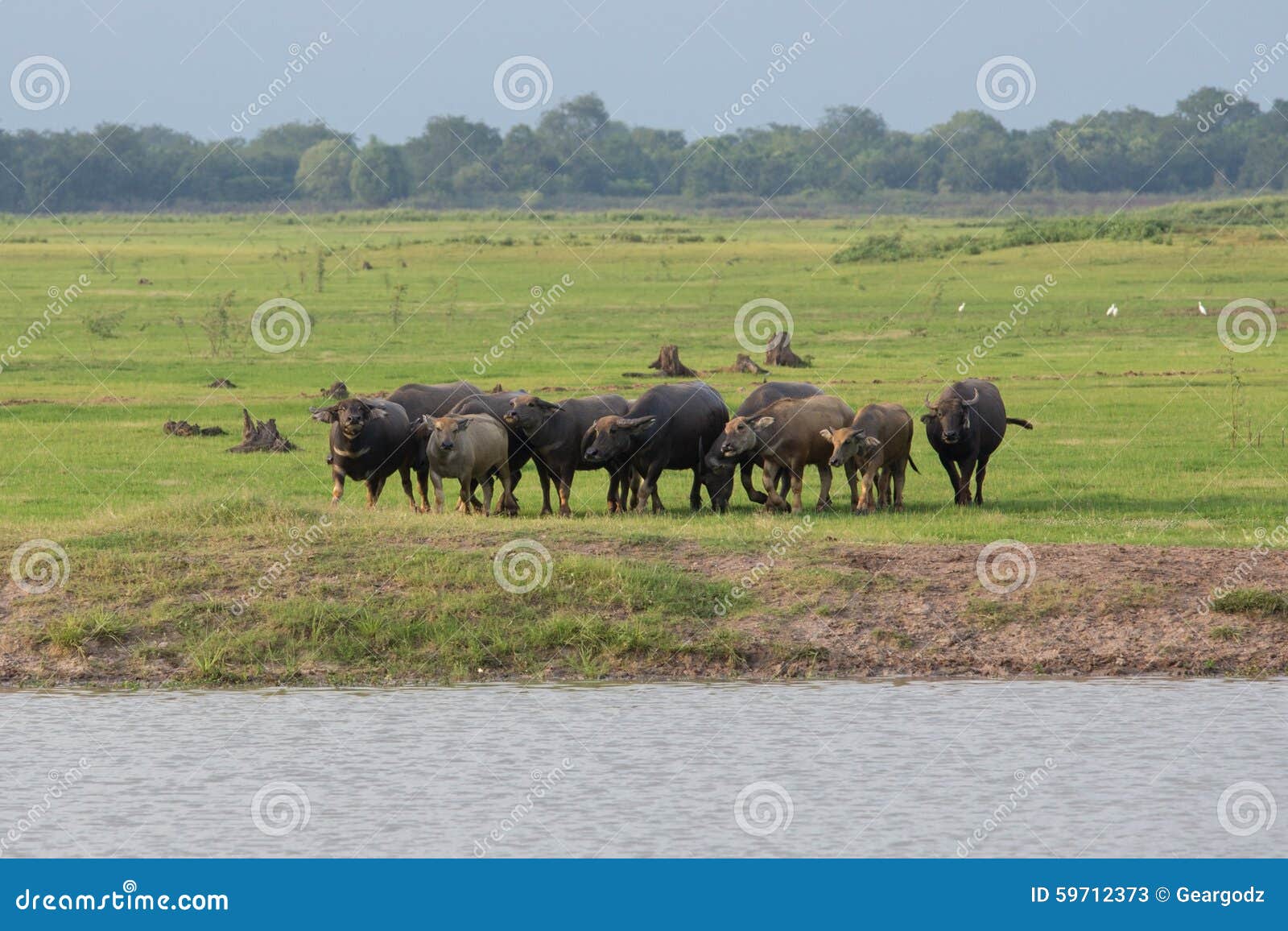 Grupp av buffeln i gräsfält nära floden