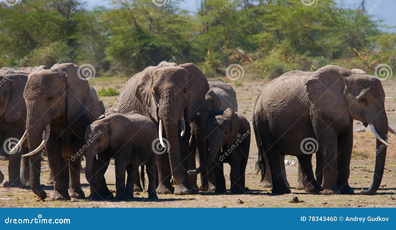 Grupp av elefanter som går på savannahen _ kenya tanzania serengeti Maasai Mara En utmärkt illustration