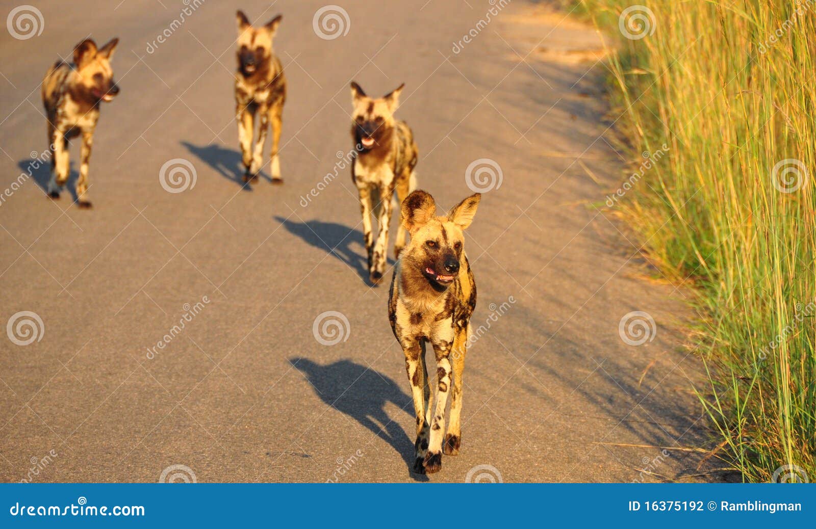 Gruppe Afrikanische Wilde Hunde Stockfoto Bild von afrikanische