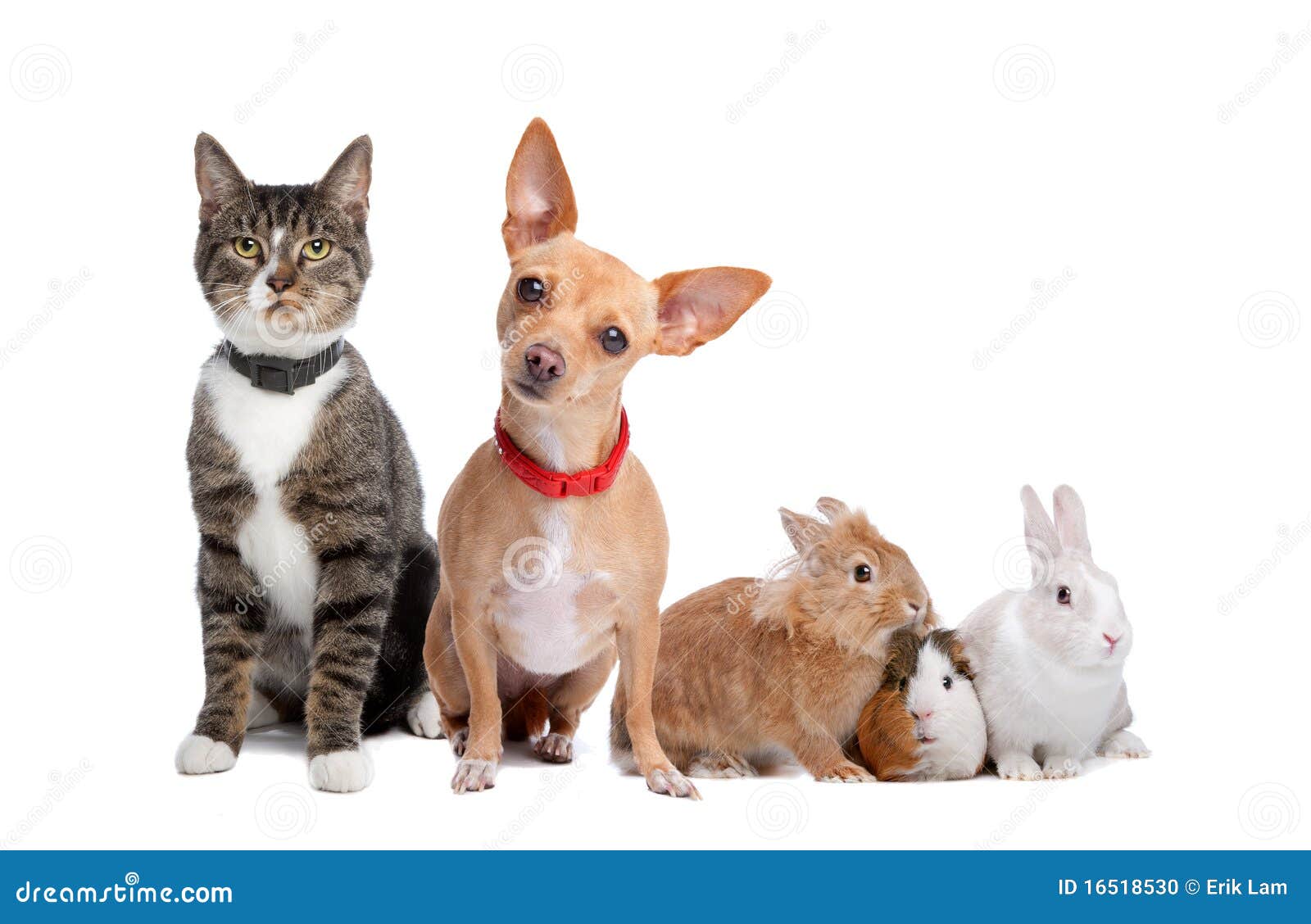 Gruppe Haustiere stockfoto. Bild von freund, frontseite - 16518530