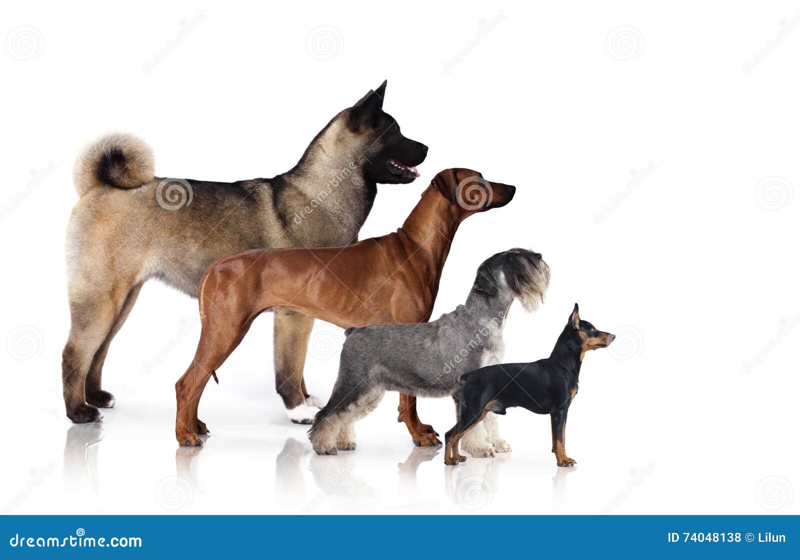 Gruppe Hunde, Seitenansicht Von Hunden Stockfoto Bild von kamera