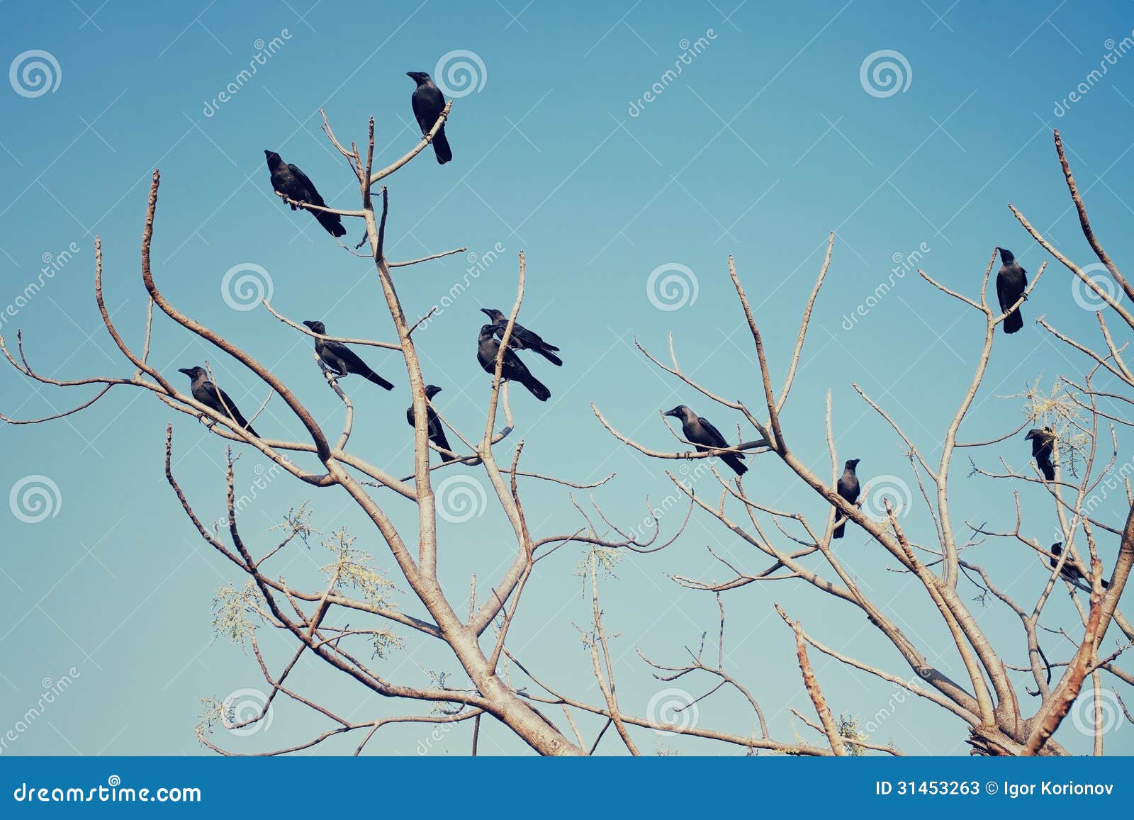 Птицы на верхушках деревьев. Птицы сидят на верхушках деревьев. Птицы на верхушках деревьев зимой. Вороны сидят на верхушках деревьев.