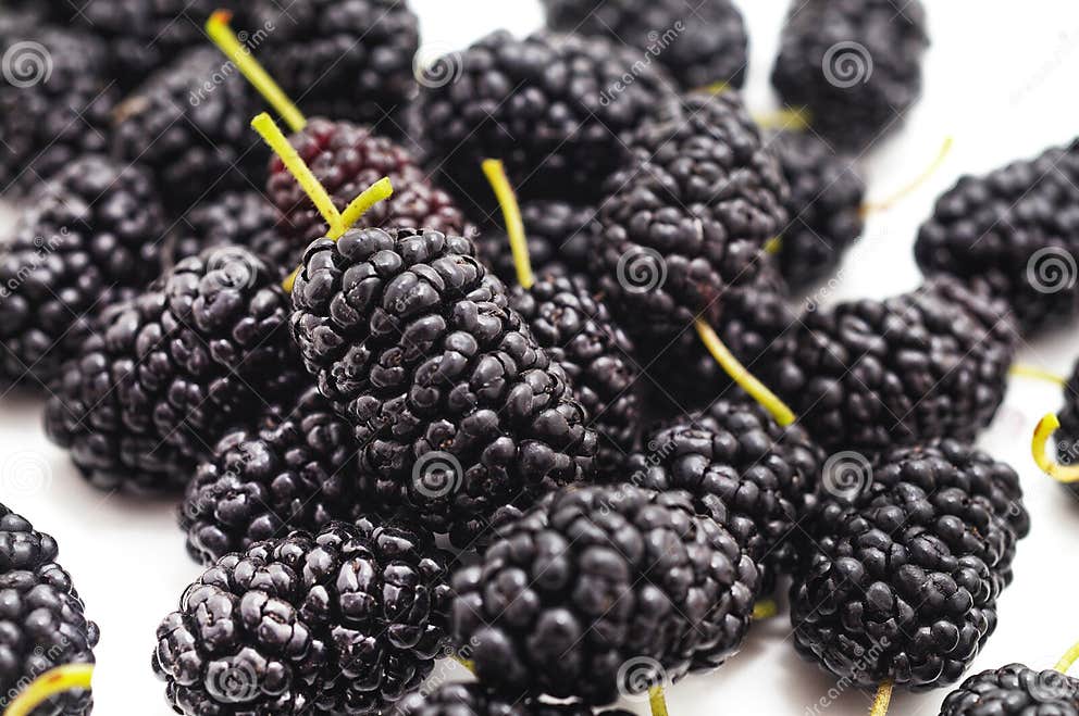 Gruppe reife Maulbeeren stockbild. Bild von nave, getränk 180973363