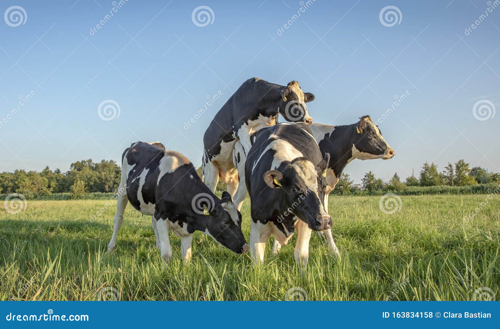 Gruppe Von Kuhen Die Sich Als Moderne Statue In Einer Grunen Wiese Mit Blauem Himmel Stockfoto Bild Von Moderne Blauem